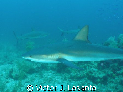  sharky!!! reef shark at heneken wall dive site in BAHAMA... by Victor J. Lasanta 